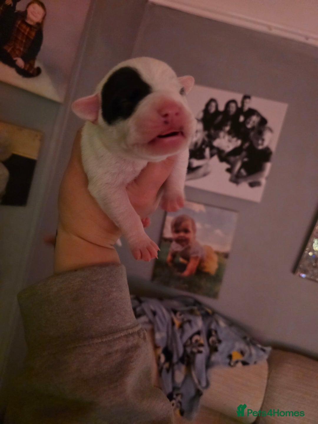 Mixed Breed dogs for sale: Staff x american bulldog puppies - Advert 22