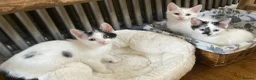 Turkish Van cats for sale: Gorgeous Turkish Van Kittens in Potters Bar - Advert 21
