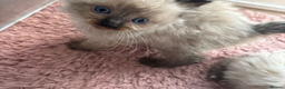 Ragdoll cats for sale: Ragdoll kittens  - Advert 7
