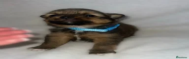 Pomeranian boy