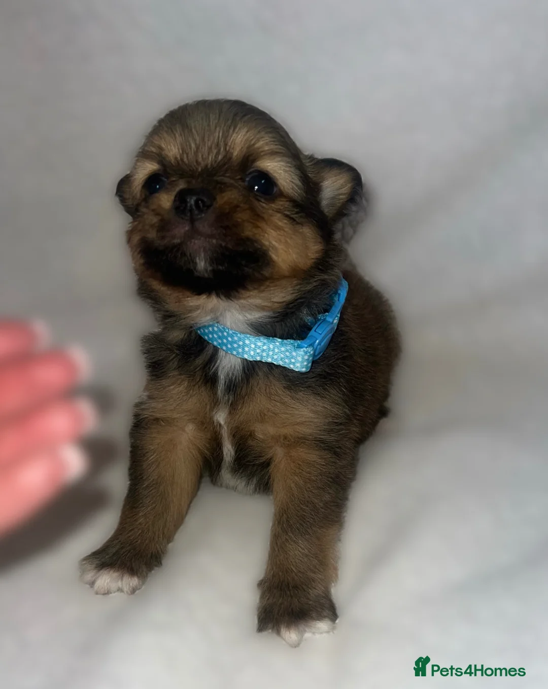 Pomeranian dogs for sale: Beautiful  Pomeranian baby’s  - Advert 2