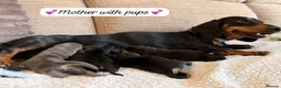 Mixed Breed dogs for sale: Dachshund X Pomeranian puppies  - Advert 2