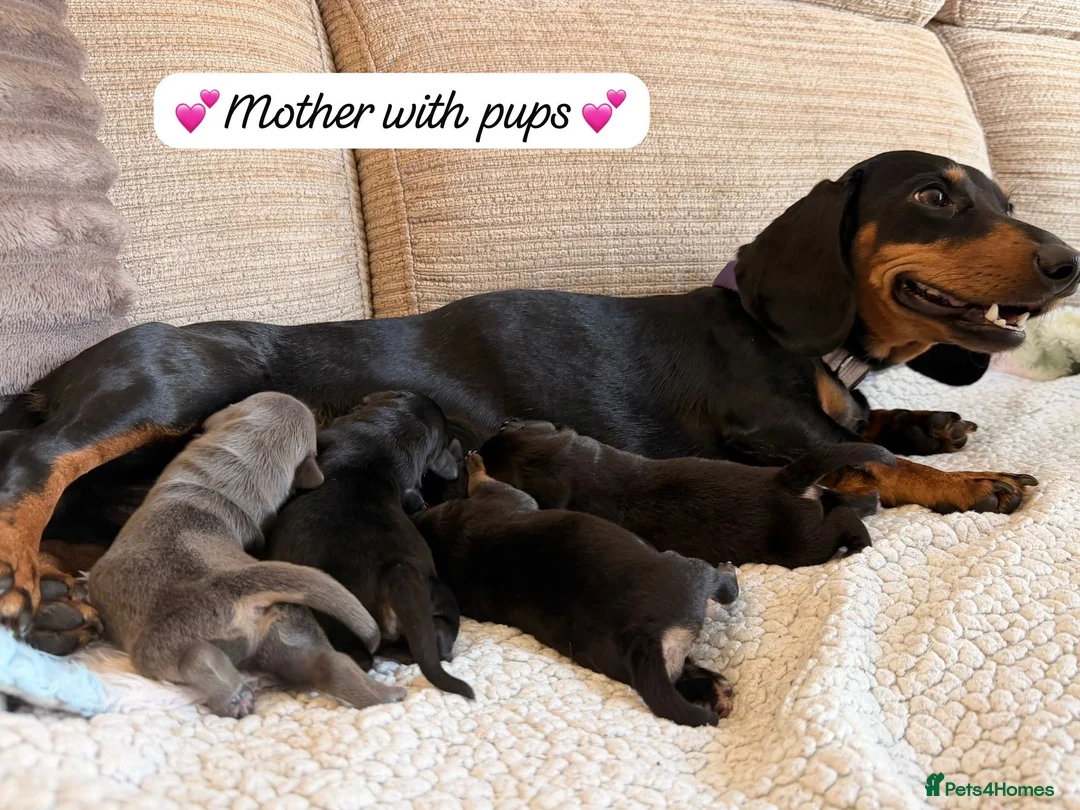 Mixed Breed dogs for sale: Dachshund X Pomeranian puppies  - Advert 2