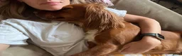 Cocker Spaniel dogs for sale: KC REGISTERED WORKING COCKER SPANIEL PUPPIES - Advert 9