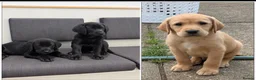 Labrador Retriever dogs for sale: Labrador Puppies - Advert 1