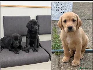 Labrador Retriever dogs Labrador Puppies - Advert 2