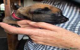 Belgian Shepherd Dog dogs for sale: Belgian Malinois puppies KC registered in Hartlepool - Image 15