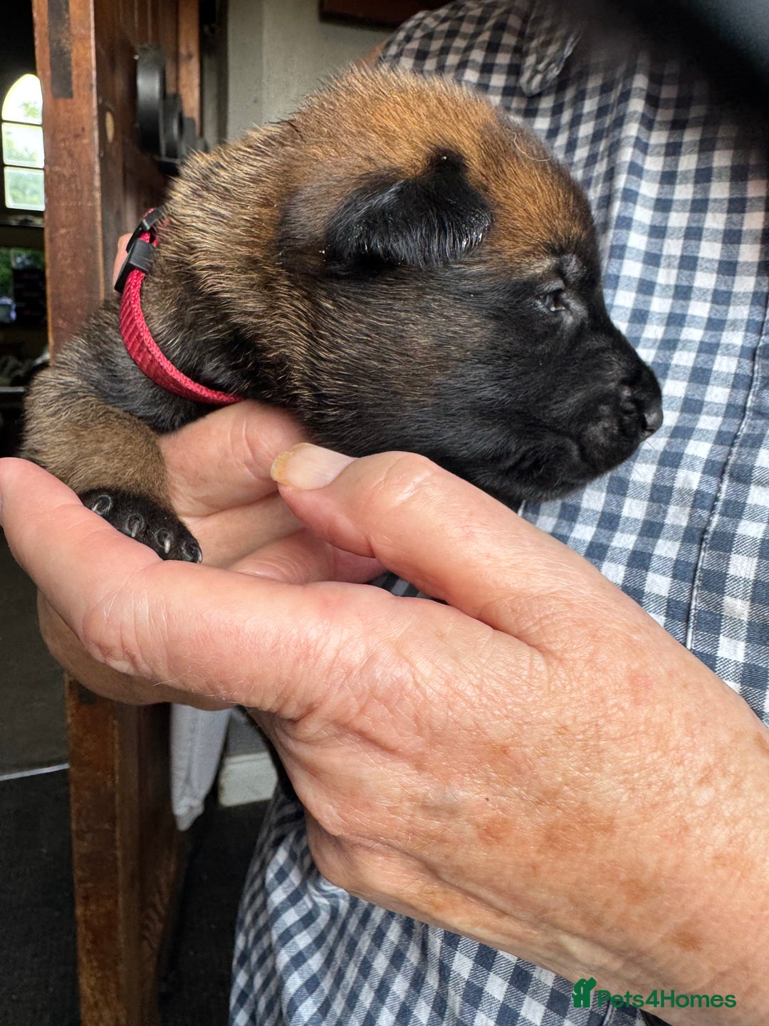 Belgian Shepherd Dog dogs for sale: Belgian Malinois puppies KC registered in Hartlepool - Image 15