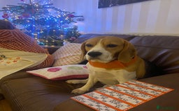 Beagle dogs for sale: 6 year old beagle for sale  - Image 3