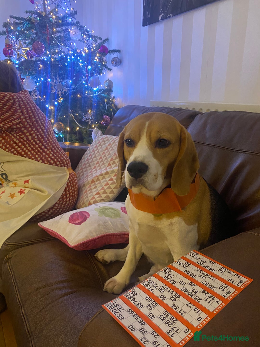 Beagle dogs for sale: 6 year old beagle for sale  - Image 3