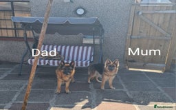 German Shepherd dogs for sale: 🐾Adorable 8-Week-Old German shepherd puppies🐾 - Image 37