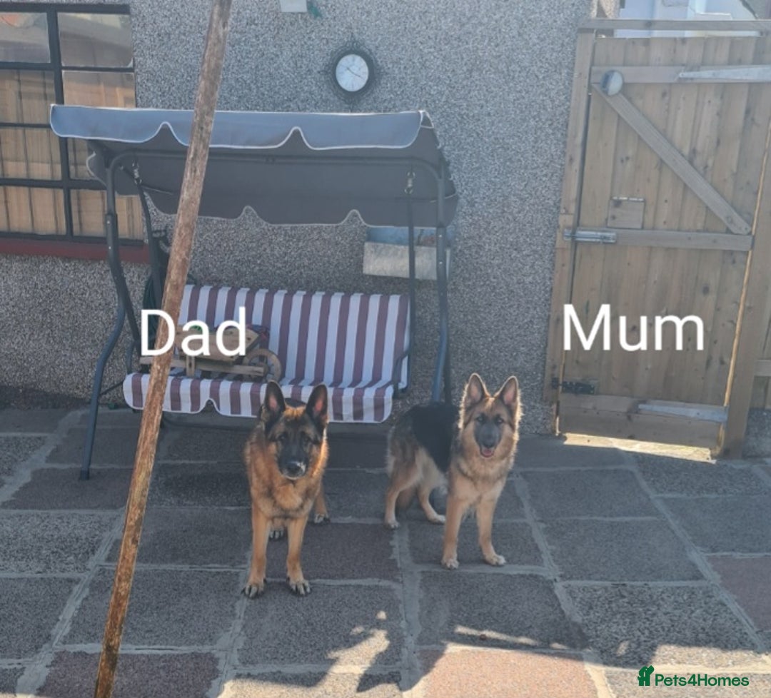 German Shepherd dogs for sale: 🐾Adorable 8-Week-Old German shepherd puppies🐾 - Image 37