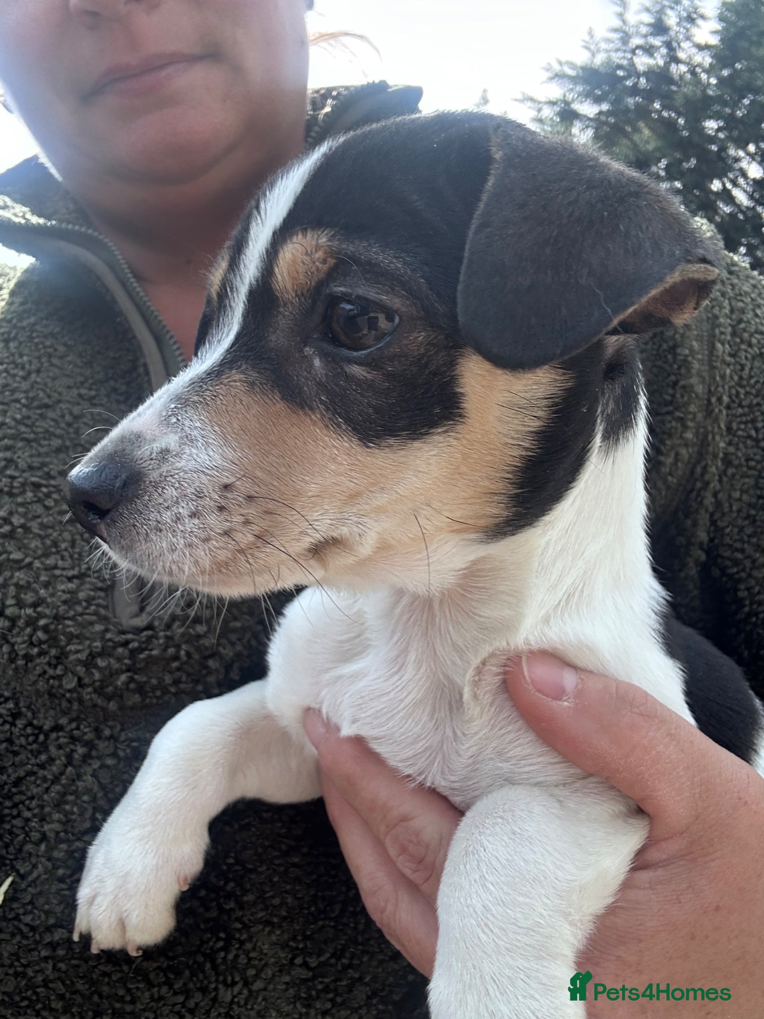 Jack Russell dogs Miniature jackrussel puppies traditional short leg - Advert 4