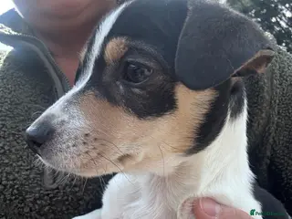 Jack Russell dogs Miniature jackrussel puppies traditional short leg - Advert 4