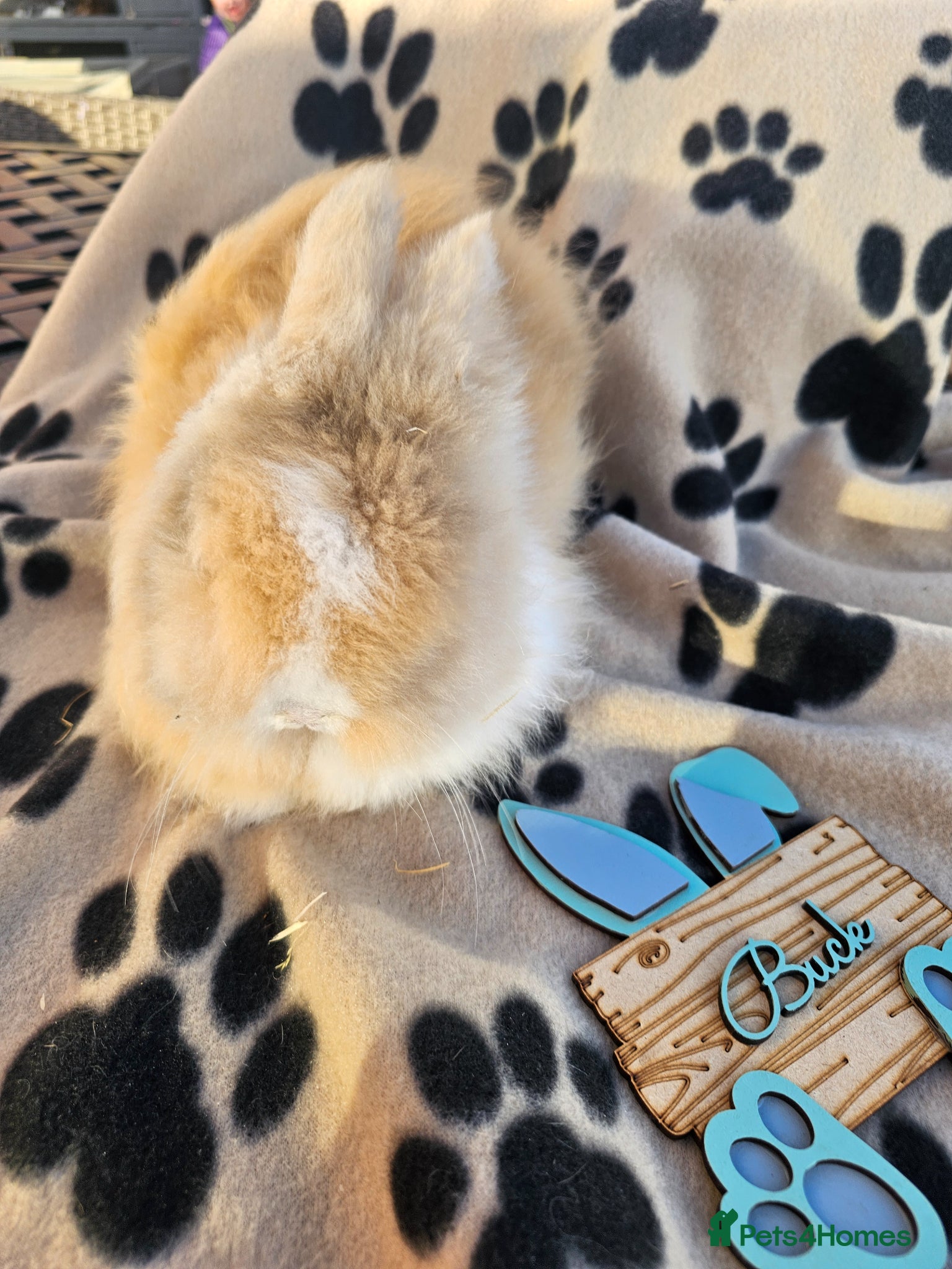 Angora rabbits Teddy lions , Angora x Lionhead  - Advert 1