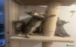 Maine Coon cats for sale: Beautiful tabby Maine Coon X kittens  - Image 8