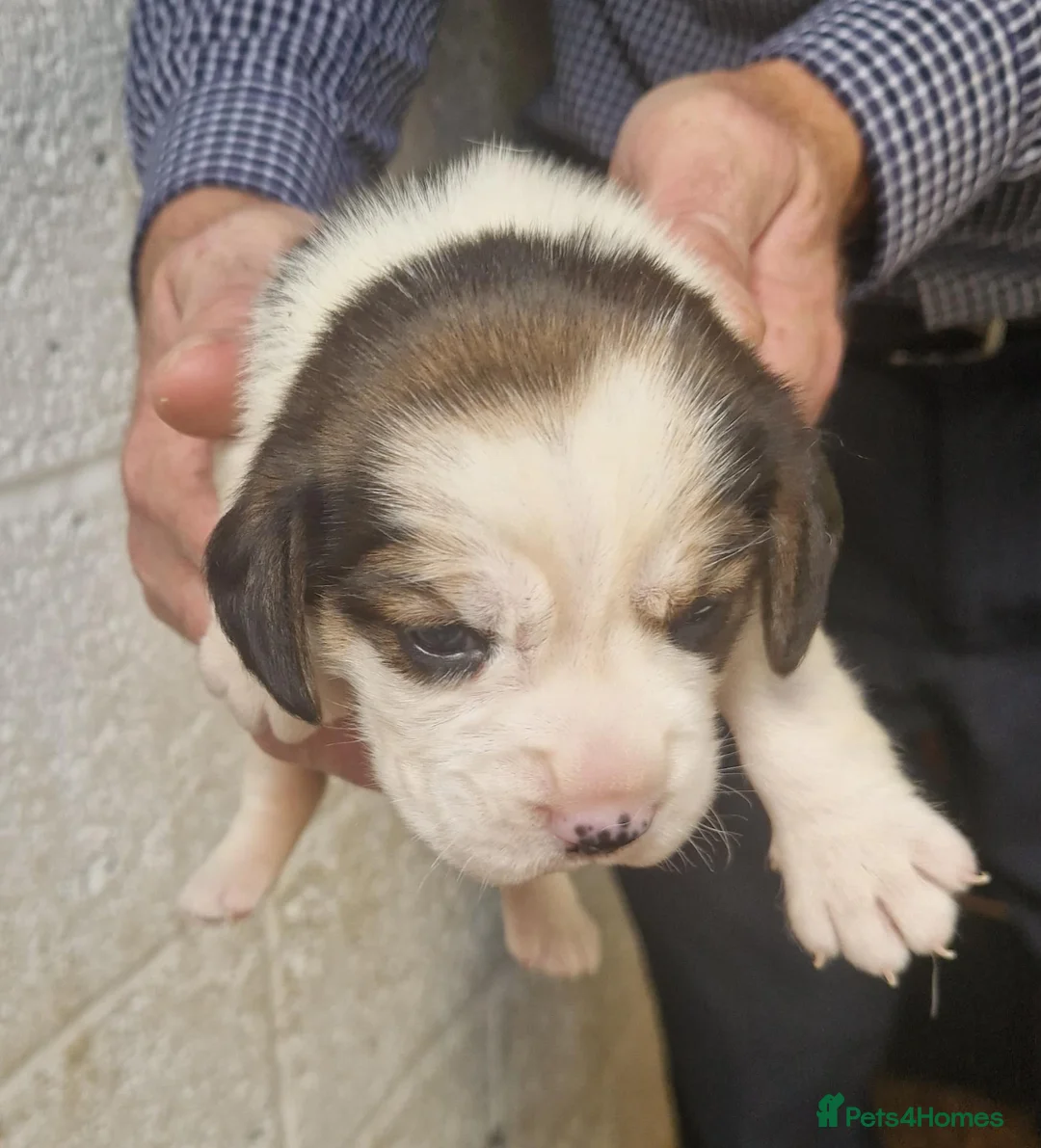 Beagle dogs for sale: 1 beagle puppie available  - Advert 2