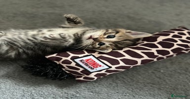 Mixed Breed cats - Advert 6