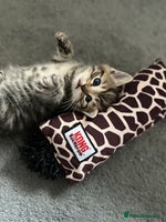Mixed Breed cats - Advert 3