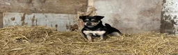 Mixed Breed dogs for sale: Terrier Cross - Advert 2