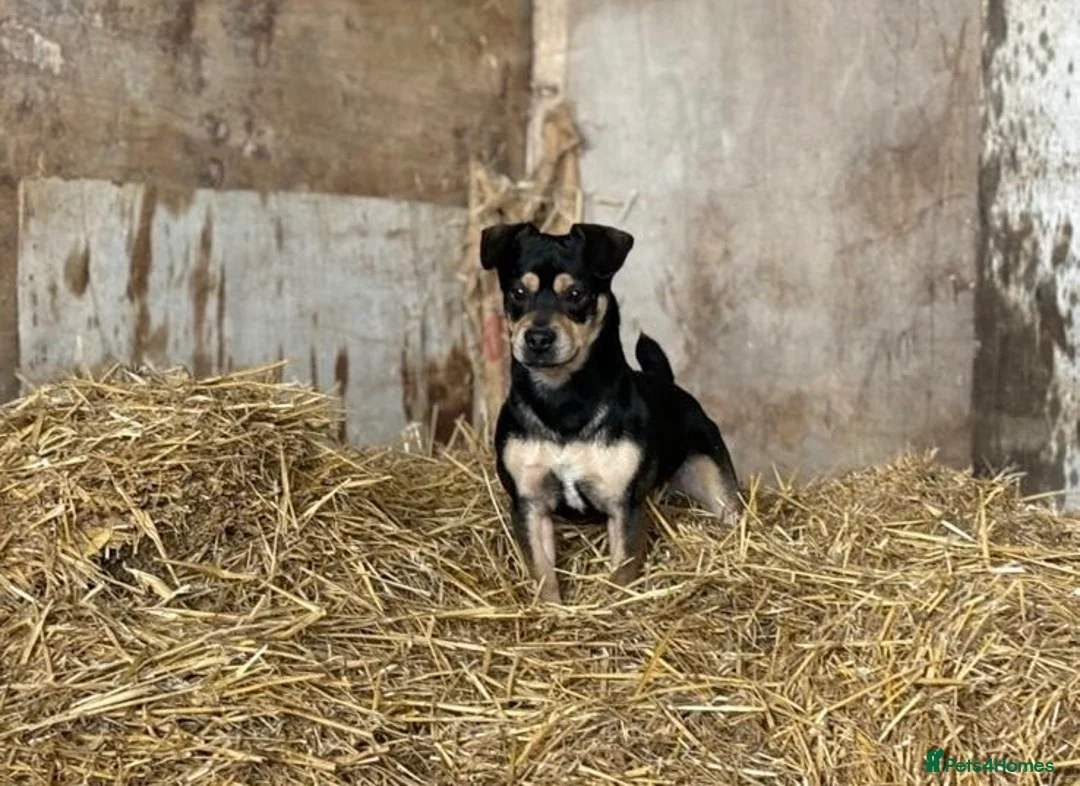 Mixed Breed dogs for sale: Terrier Cross - Advert 2