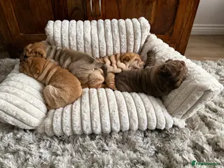 Shar Pei dogs One stunning male, red fawn Sharpei left - Advert 7