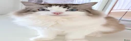 Ragdoll cats for sale: INDOOR GCCF REG 4 YEARS OLD RAGDOLL MALE CAT - Advert 2