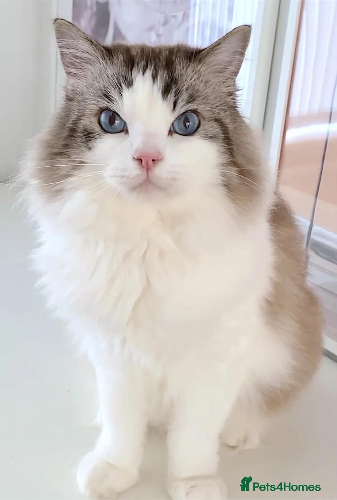 Ragdoll cats for sale: INDOOR GCCF REG 4 YEARS OLD RAGDOLL MALE CAT - Advert 2