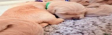 Golden Retriever 6