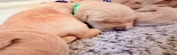 Golden Retriever dogs for sale: Golden retriever puppies  - Advert 4