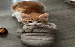 Mixed Breed cats for sale: 1 Gorgeous little boy left  - Image 5