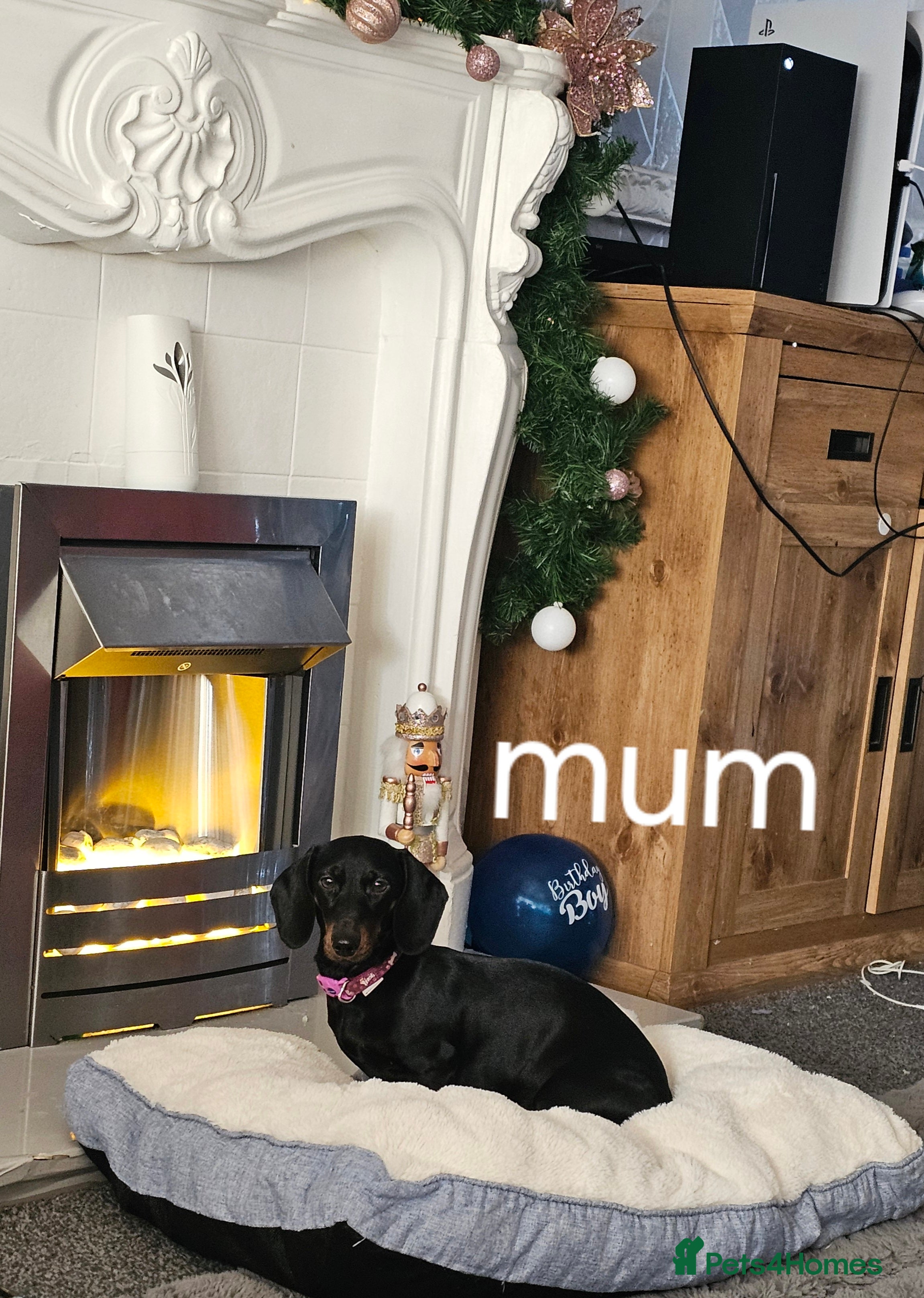 Miniature Dachshund dogs Puppies for sale miniature daschund  - Advert 1