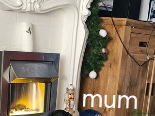 Miniature Dachshund dogs Puppies for sale miniature daschund - Advert 1