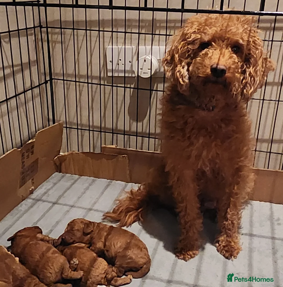 Labradoodle dogs for sale: 🐾 Beautiful F2b Mini Labradoodle Puppies  - Advert 1
