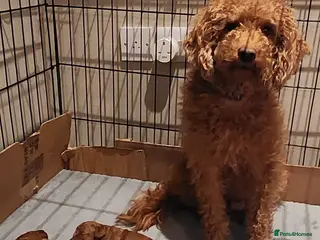 Labradoodle dogs 🐾 Beautiful F2b Mini Labradoodle Puppies - Advert 2