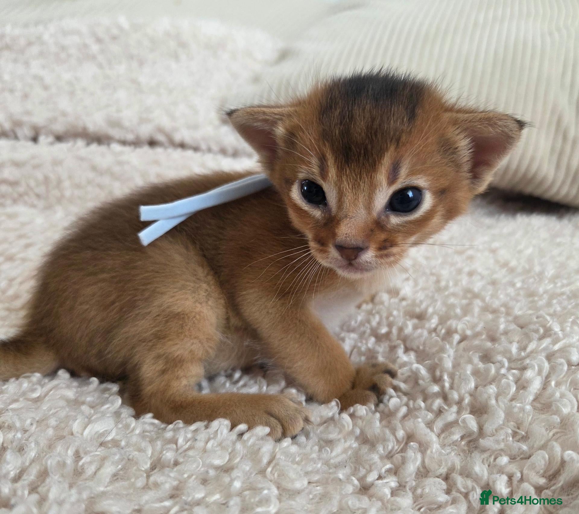Abyssinian cats for sale: Beautiful Abyssinian Kittens – TICA Registered 🐾 - Advert 2