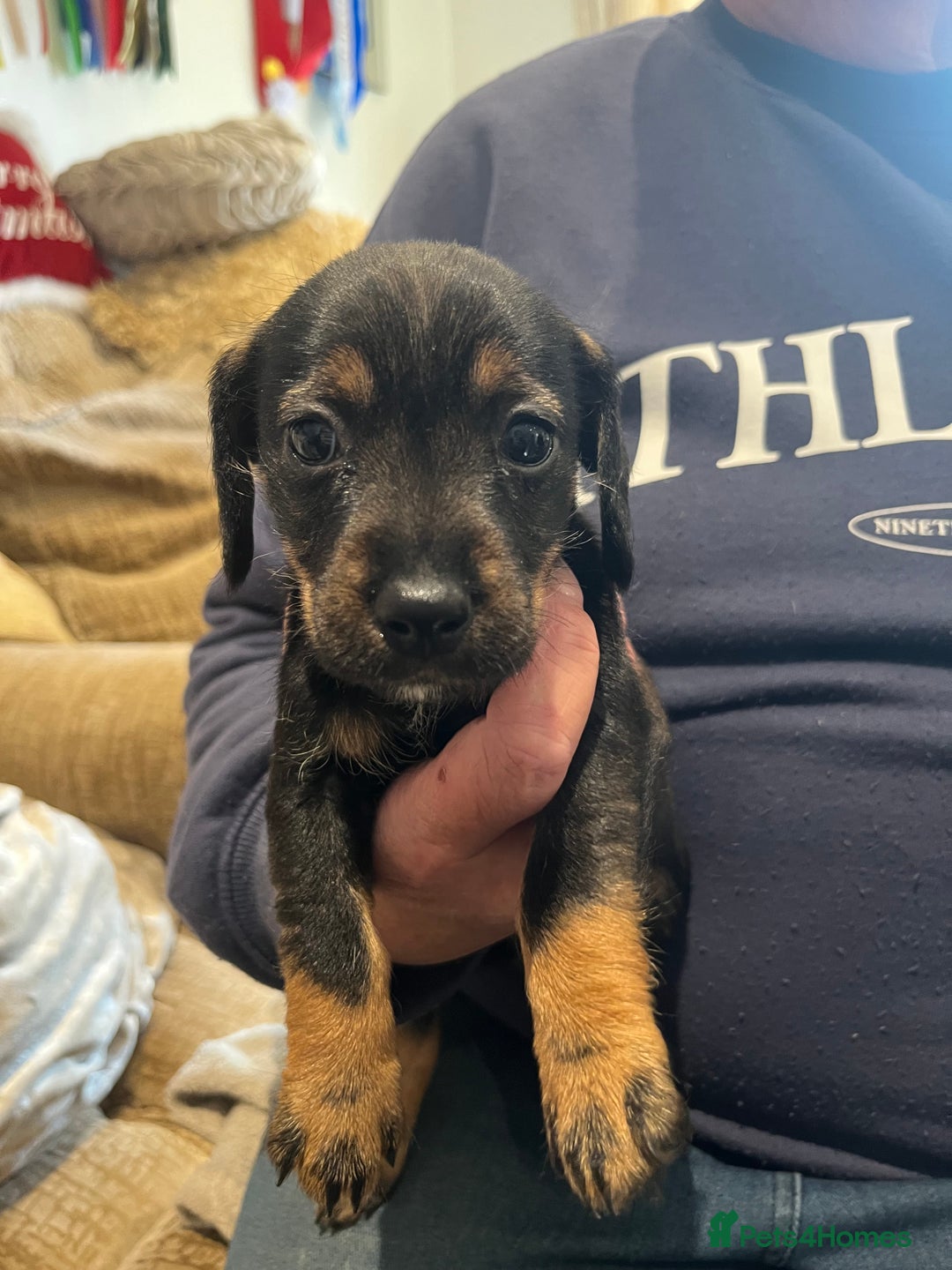 Mixed Breed dogs for sale: Two beautiful puppies looking for there new home  - Advert 2