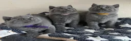 British Shorthair cats for sale: 🏆Exceptional GCCF BSH Kittens Available🏆  - Advert 1