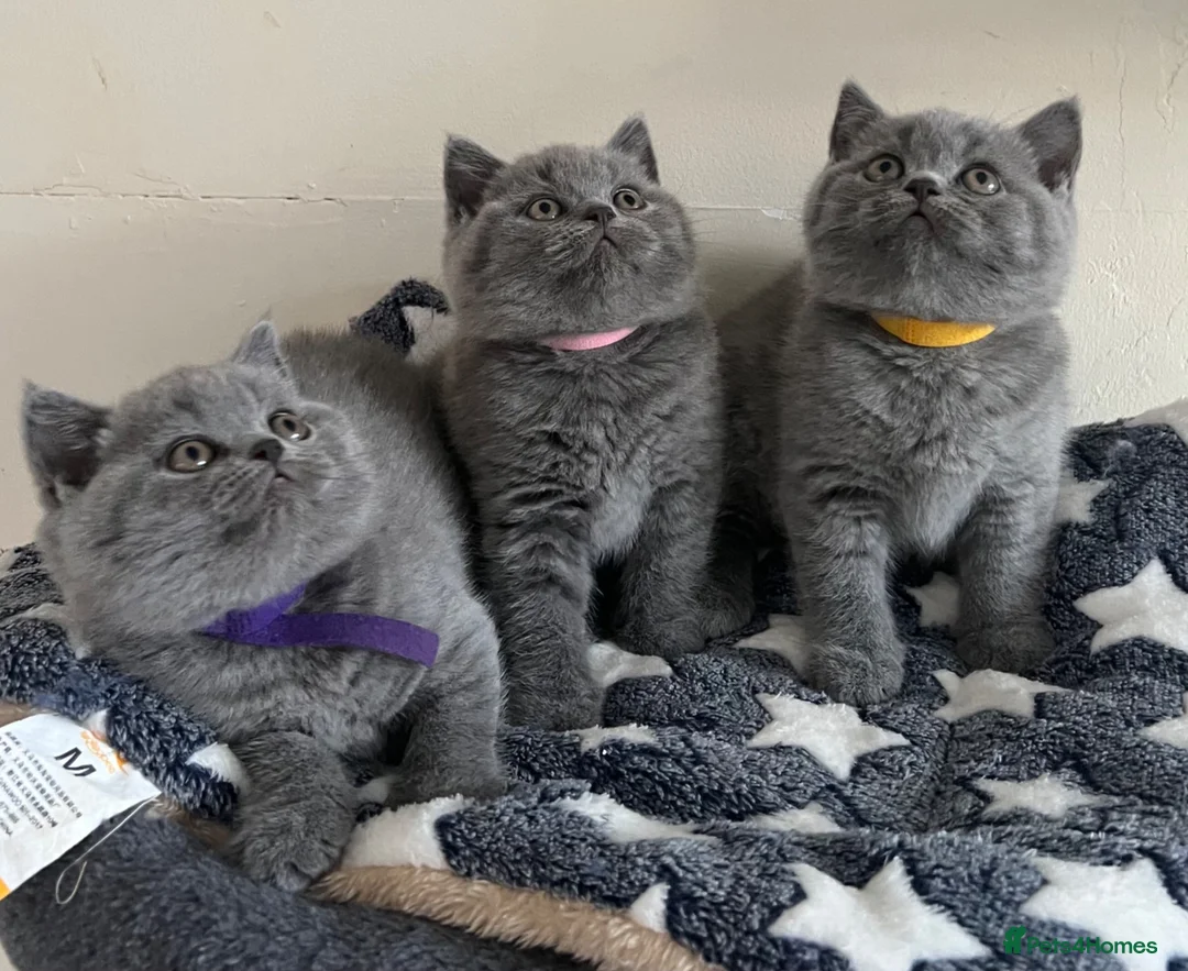 British Shorthair cats for sale: 🏆Exceptional GCCF BSH Kittens Available🏆  - Advert 1