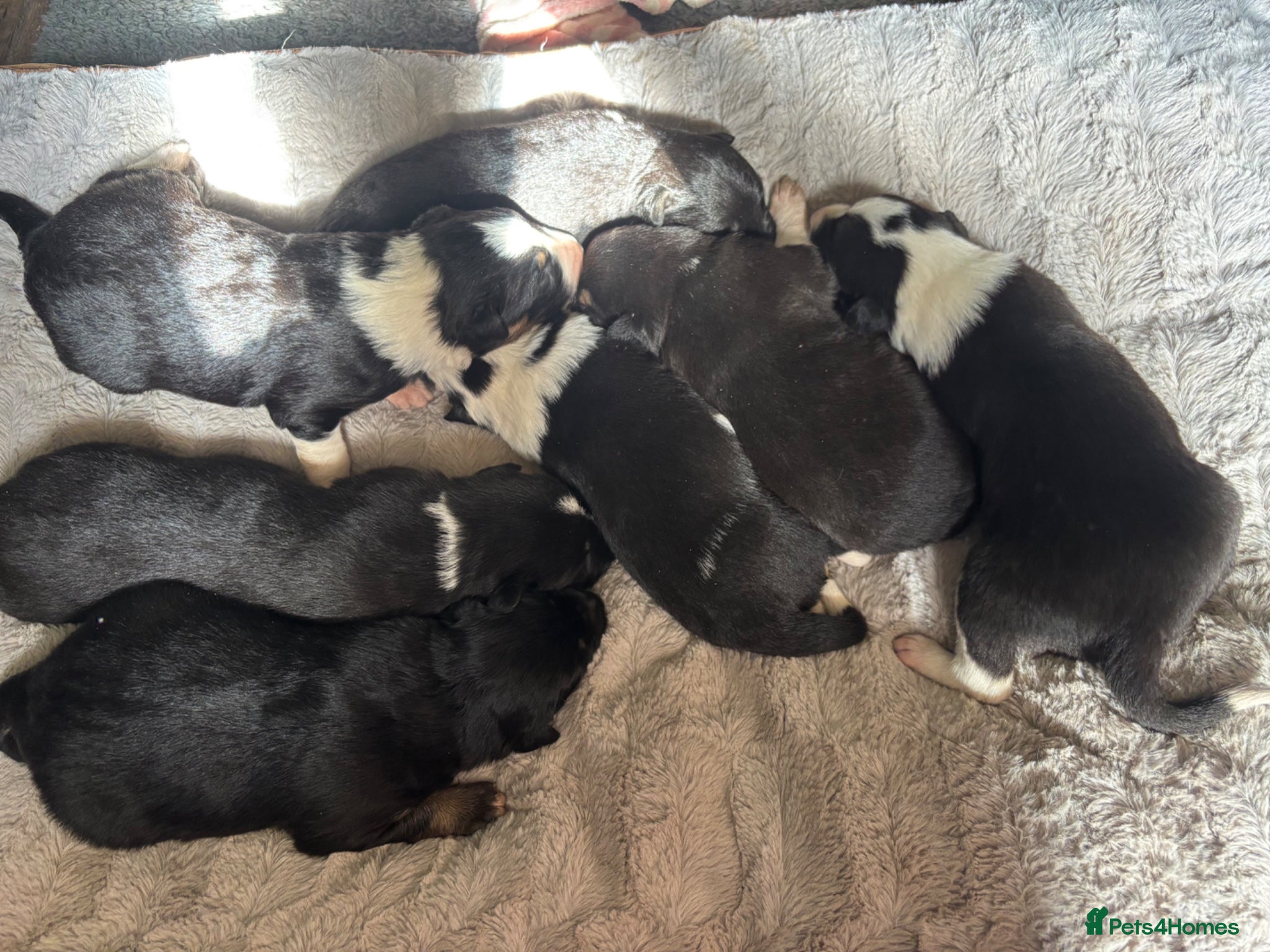 Mixed Breed dogs Beautiful Huntaway X Collie Pups  - Advert 1