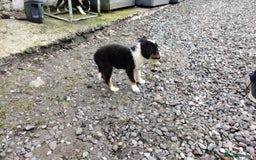 Border Collie dogs for sale: Border Collie Pups  - Image 7