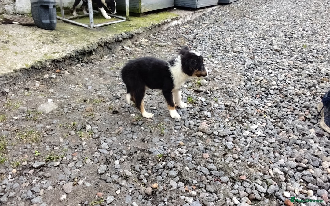 Border Collie dogs for sale: Border Collie Pups  - Image 7