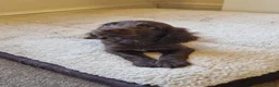 Cocker Spaniel dogs for sale: Last Chocolate Boy Ready Now  - Advert 12