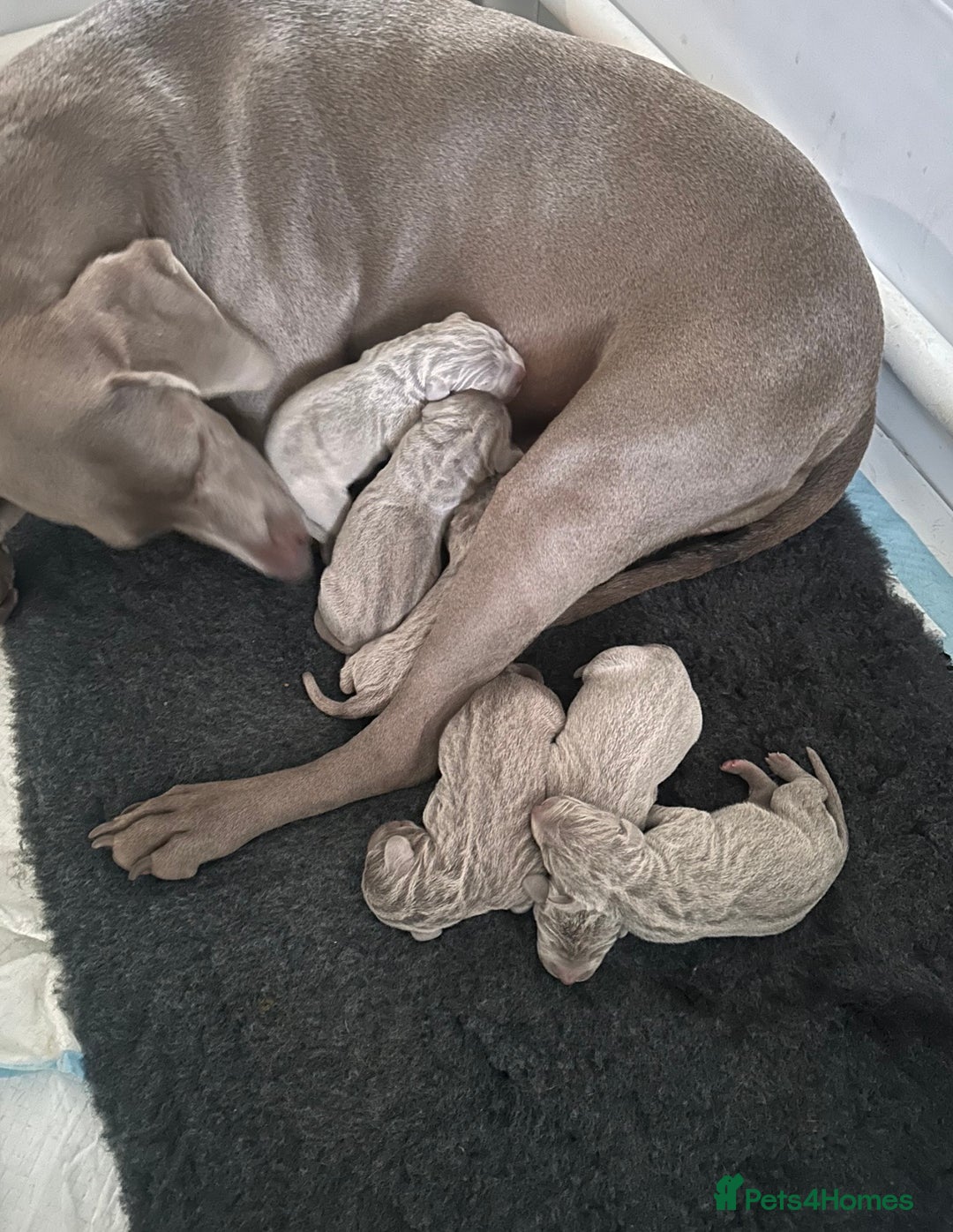 Weimaraner dogs for sale: Stunning Weimaraner pups (KC Registered pedigree)  - Image 14