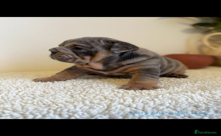 English Bulldog dogs - Advert 1