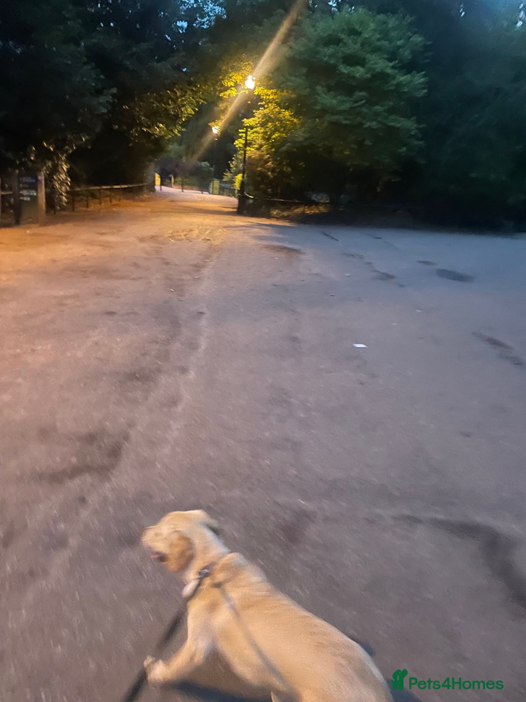 Labrador Retriever dogs for sale: 🐾 Rocky – 7 Month Old Labrador Puppy 🐾 - Image 5