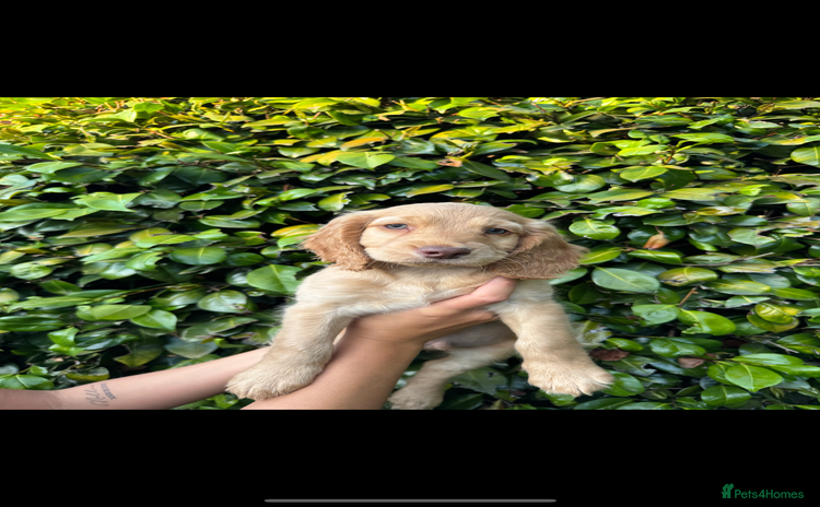 Cocker Spaniel dogs - Advert 5