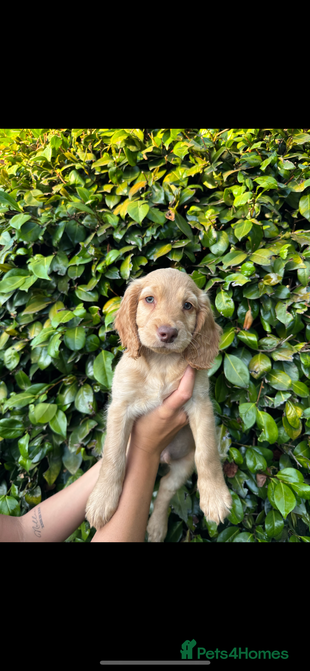 Cocker Spaniel dogs for sale: Cocker spaniel puppy for sale  - Image 1