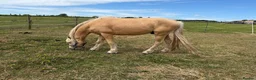 Arabian horse horses for sale: Gorgeous Gucci  in Wolverhampton - Advert 7