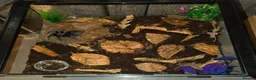 Tarantulas invertebrates for sale: Female Mexican Red Rump tarantula with full setup  - Advert 4
